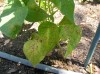 thumb_FORO%20INFOJARDIN%20002.jpg