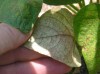 thumb_FORO%20INFOJARDIN%20003.jpg