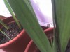 thumb_Foto_033106_001.jpg