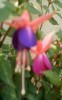 thumb_fucsia2.jpg