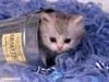 thumb_gatito.jpg