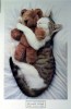 thumb_gato%20y%20osito.jpg