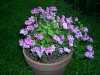 thumb_geranio%281%29.jpg