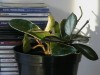thumb_h%20carnos%20variegata.jpg