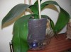 thumb_Hojas%20Phal%20%283%29.jpg