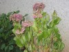 thumb_Hortensia%20Rosa.JPG