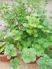 thumb_Hortensia.jpg