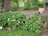 thumb_hortensias.JPG
