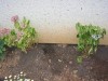 thumb_Hortensias.JPG