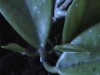 thumb_hoya%20carnosa%20taiwan%20%285%29.jpg