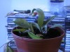 thumb_hoya%20carnosa%20variegata.jpg