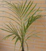 thumb_Hyophorbe%20verschafeltii%20red.jpg