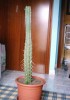 thumb_IM000813.JPG