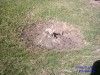 thumb_IMAG0031.JPG