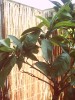 thumb_IMAG0101.JPG