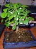 thumb_Image00002.JPG
