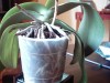 thumb_IMAGE0007.JPG