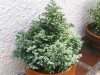 thumb_image002%7E0.jpg