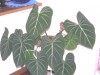 thumb_image008.jpg