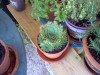 thumb_Imagen%20003%7E1.jpg