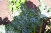 thumb_Imagen%20031%7E4.jpg