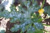 thumb_Imagen%20033%7E4.jpg