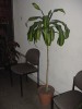 thumb_Imagen%20082%7E1.jpg
