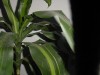 thumb_Imagen%20083.jpg