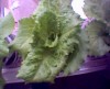 thumb_Imagen%2811%29.jpg