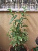 thumb_IMG_0054%7E1.JPG