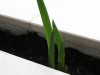 thumb_IMG_0573.JPG
