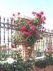 thumb_Img_0811.jpg