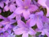 thumb_IMG_1370.JPG