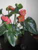 thumb_IMG_1872%7E0.JPG