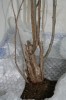 thumb_IMG_4279_2_1.JPG