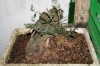 thumb_IMG_4452_4_1.JPG