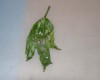 thumb_IMG_8239.jpg