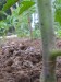 thumb_infojardin056.jpg