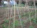 thumb_infojardin063.jpg