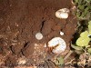 thumb_larva01g.jpg
