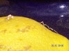 thumb_Limon%20003bis%7E0.jpg