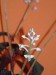 thumb_ludisia%20flor.JPG