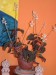 thumb_ludisia%20flor2.JPG
