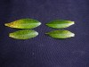 thumb_mandarino%20%281%29%20r.jpg