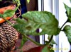 thumb_MENTA01.jpg