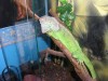 thumb_mi%20iguana.JPG