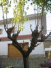thumb_Morera%202b.jpg
