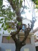 thumb_Morera%203c.jpg