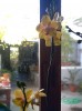 thumb_orquideas%203.jpg