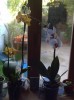 thumb_orquideas%204.jpg